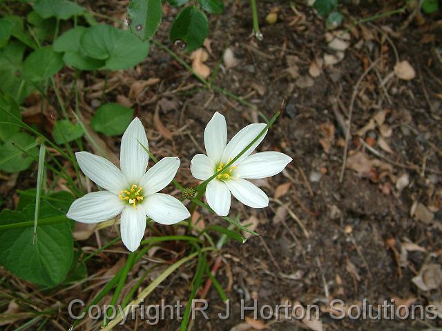 Zephyranthes white